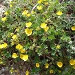 Potentilla brauneana Blomst