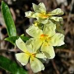 Helianthemum corymbosum Květ