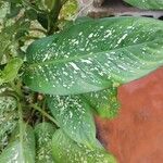 Dieffenbachia seguineDeilen