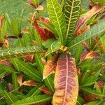 Codiaeum variegatum 葉