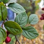 Cotoneaster integerrimus পাতা