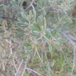 Diospyros dichrophylla Folio