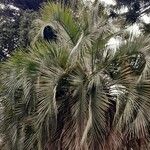 Butia yatay Hoja