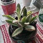 Kalanchoe tomentosa Folha