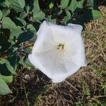 Datura wrightiiफूल