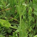 Stellaria alsine Leaf