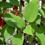 Erythrina crista-galli Blad