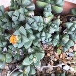 Gibbaeum petrense Hostoa