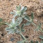 Medicago marina Blatt