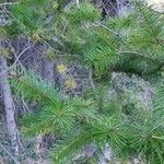 Pseudotsuga macrocarpa Yaprak