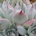 Echeveria colorata List