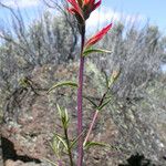 Castilleja linariifolia Habit