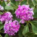 Primula hirsuta Flor
