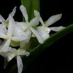 Epidendrum octomerioides Blomst