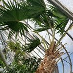 Livistona chinensis Hábitos