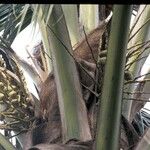 Cocos nucifera Fruto