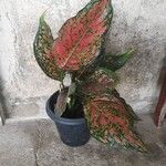 Aglaonema commutatum Ліст