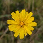 Scorzoneroides autumnalis Flor