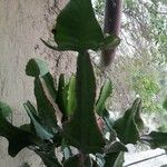 Euphorbia bougheyi Bark