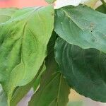 Cornus capitata Leaf