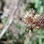 Jasione montana Frutto