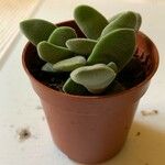 Adromischus liebenbergii Leaf