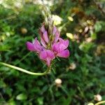 Astragalus glaux 花