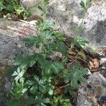 Potentilla inclinata Φύλλο