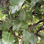Pyrus cordata Folha