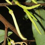 Xylopia aethiopica Λουλούδι