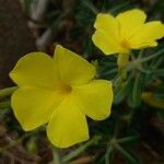 Pachypodium rosulatum പുഷ്പം