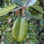 Elaeagnus × submacrophylla Folio