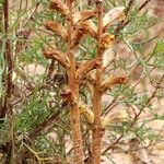 Orobanche artemisiae-campestris Агульны выгляд