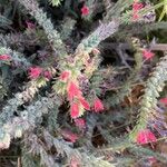 Echium angustifolium പുഷ്പം