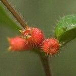 Miconia mayeta Fruchs