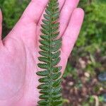 Polystichum setiferum Blad