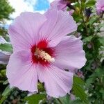 Hibiscus syriacusFlor