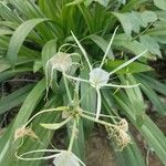 Hymenocallis littoralisЦветок