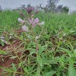 Cleome monophylla Hàbitat