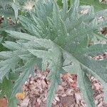 Cynara scolymus ഇല