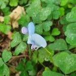 Parochetus communis Flor