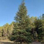 Cedrus atlantica 整株植物