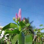 Cryptostegia madagascariensis Flower