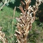 Oenothera biennis Fruit