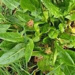 Rumex acetosa Лист