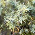 Juniperus oxycedrus Лист