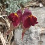 Linaria aeruginea Blodyn