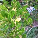 Ceanothus thyrsiflorus Blatt