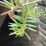 Portulaca pilosa Blad