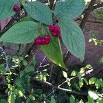 Cotoneaster bullatusFruto